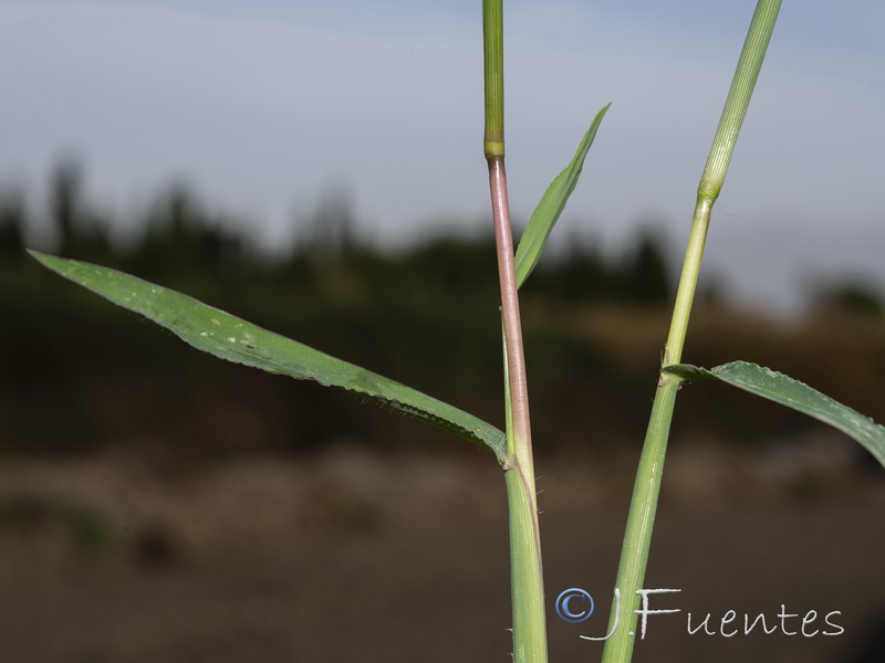 Digitaria sanguinalis.07
