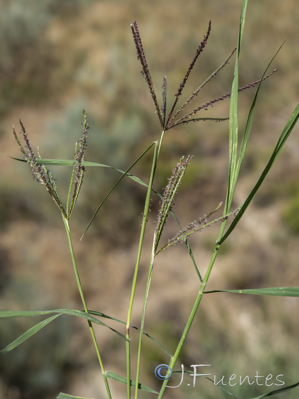 Digitaria sanguinalis.01