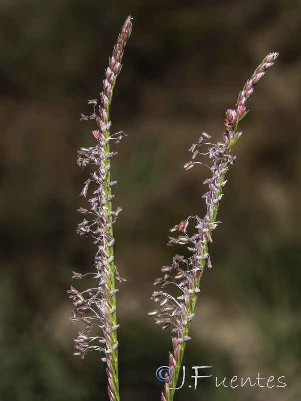 Digitaria sanguinalis.09