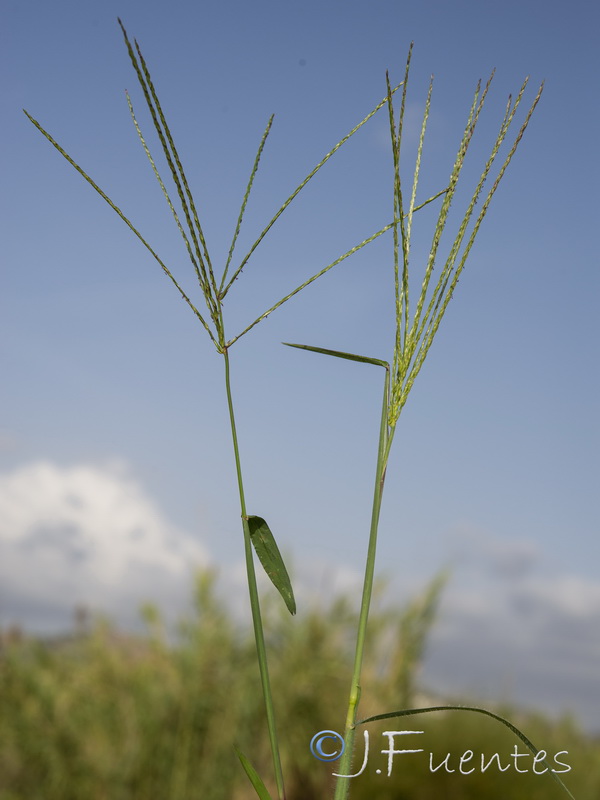 Digitaria sanguinalis.10