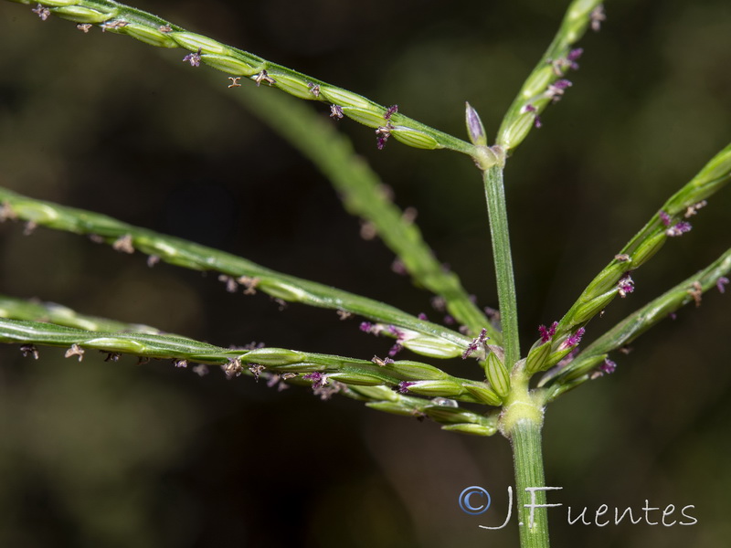 Digitaria sanguinalis.11