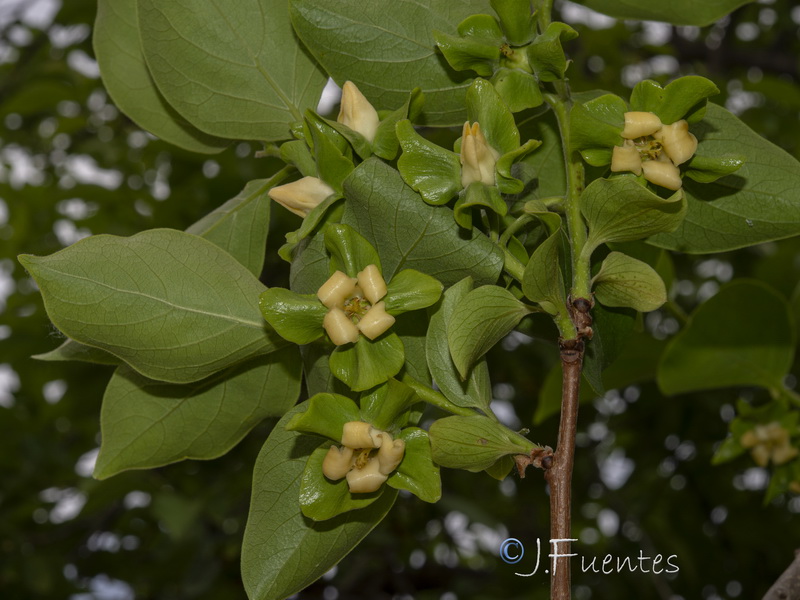 Diospyros kaki.03