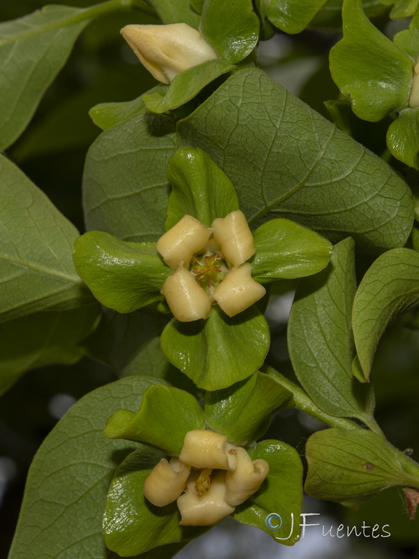 Diospyros kaki.05