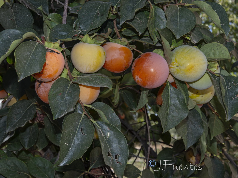 Diospyros kaki.06