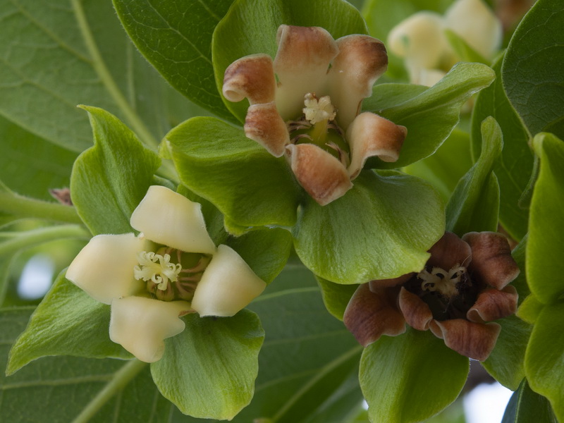 Diospyros kaki.10