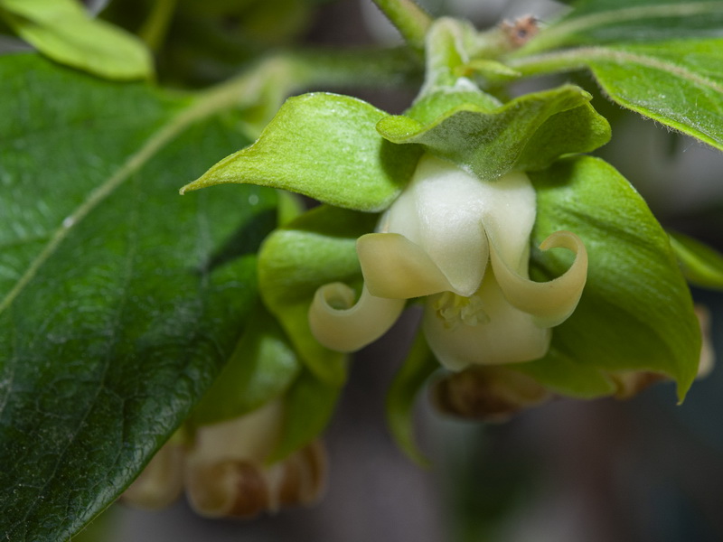Diospyros kaki.13