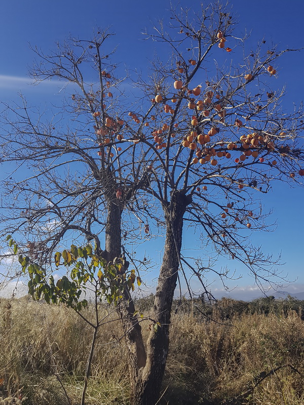 Diospyros kaki.14