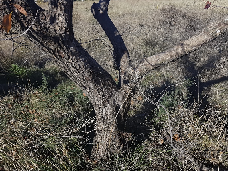 Diospyros kaki.16