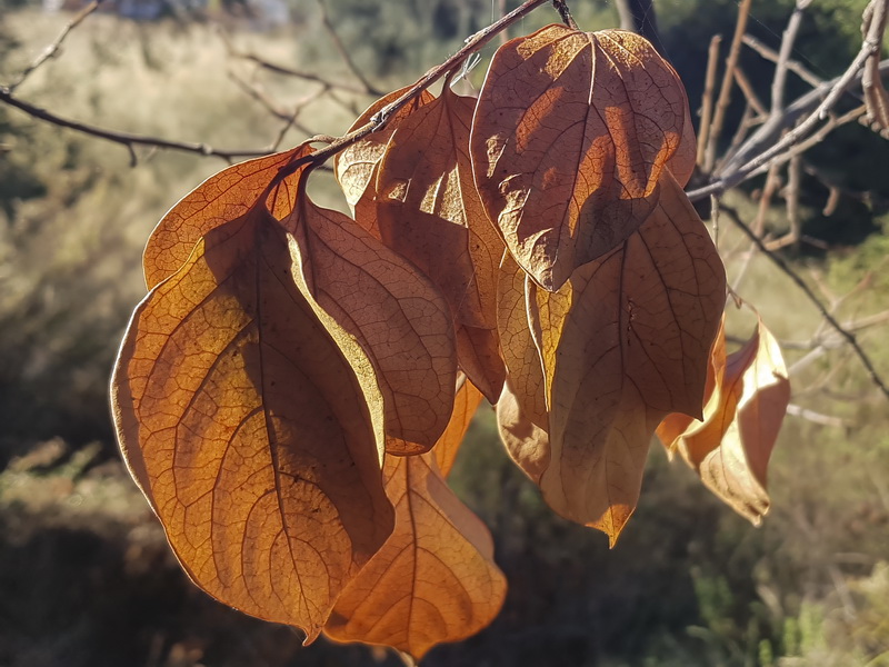 Diospyros kaki.17