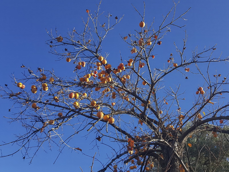 Diospyros kaki.18