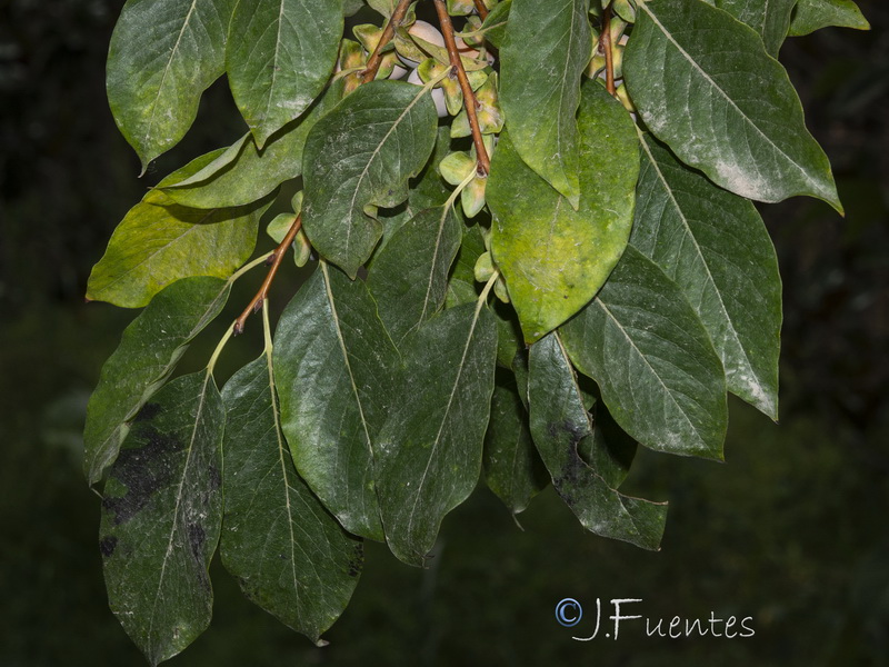 Diospyros lotus.04