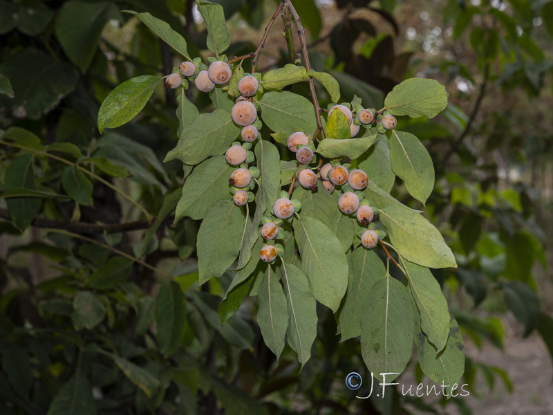 Diospyros lotus.01