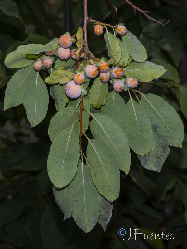 Diospyros lotus.06