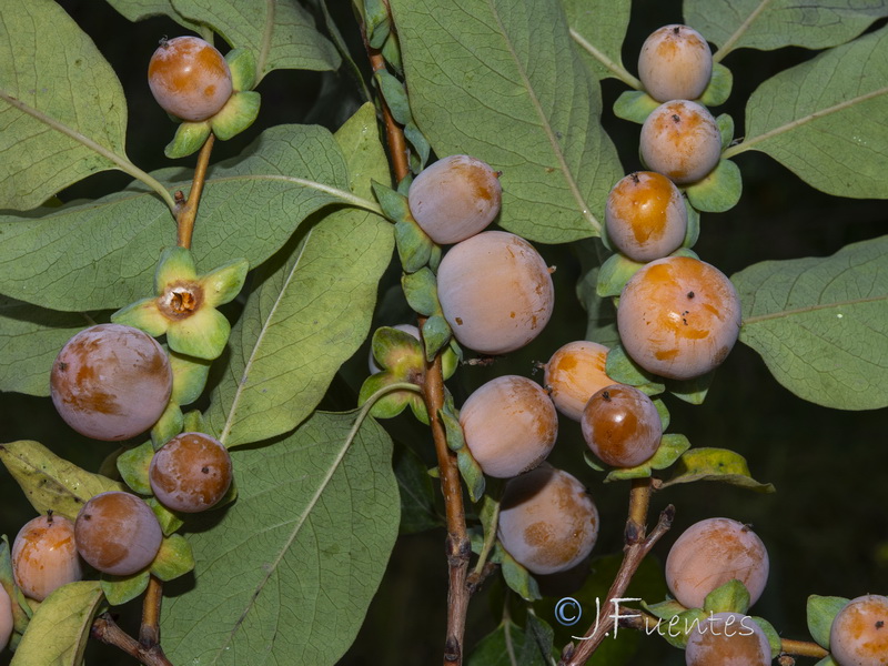 Diospyros lotus.07