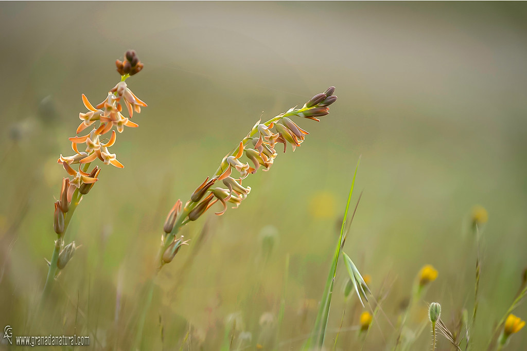 Dipcadi serotinum 1