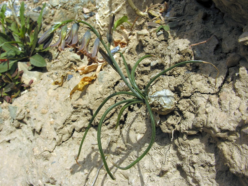 Dipcadi serotinum.02