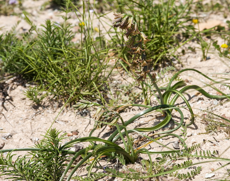 Dipcadi serotinum.03