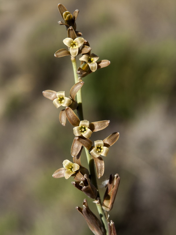 Dipcadi serotinum.04