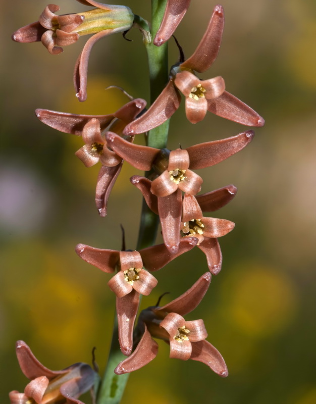 Dipcadi serotinum.09