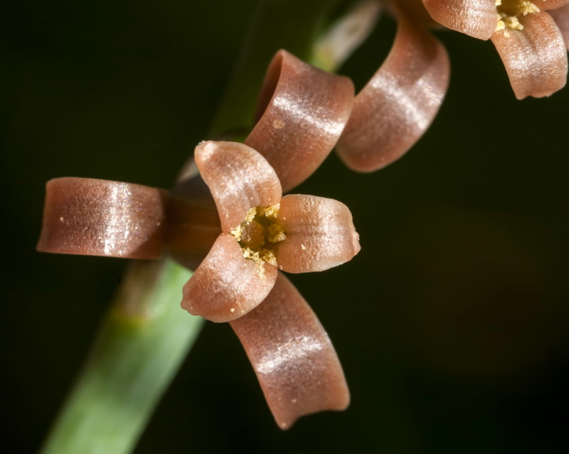 Dipcadi serotinum.10