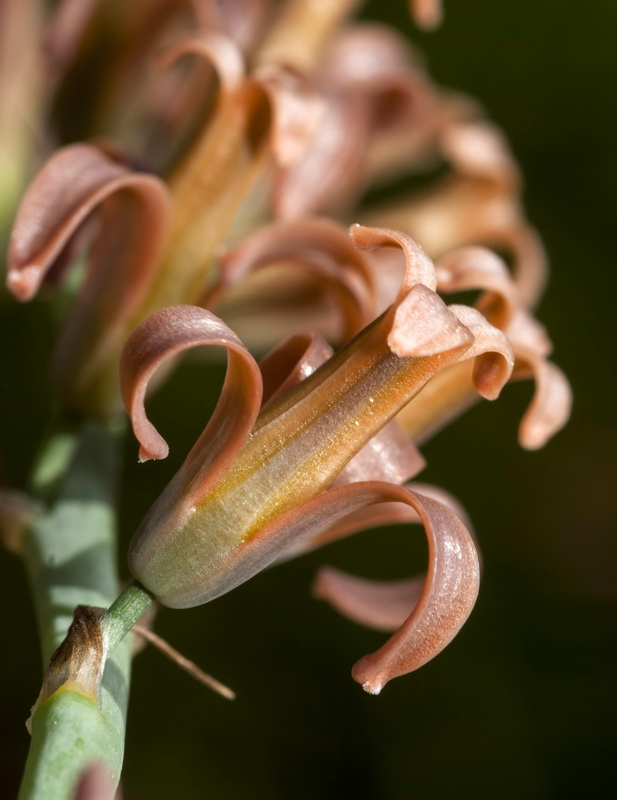 Dipcadi serotinum.12