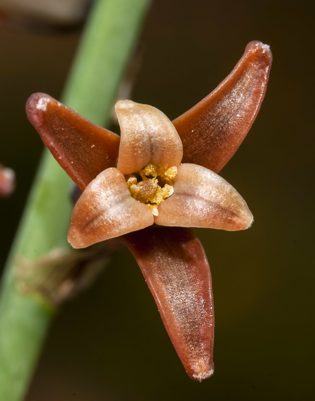Dipcadi serotinum.13