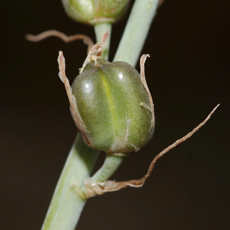 Dipcadi serotinum.16
