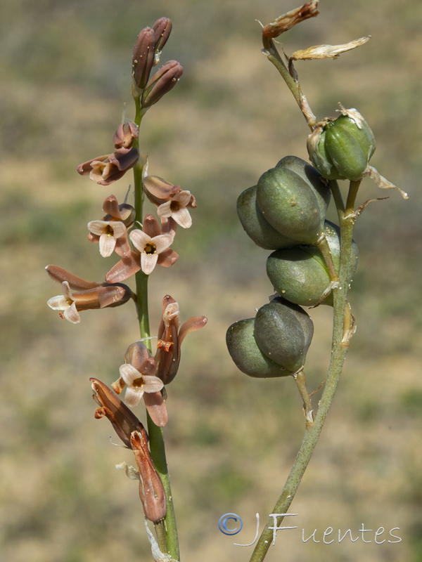 Dipcadi serotinum serotinum.01