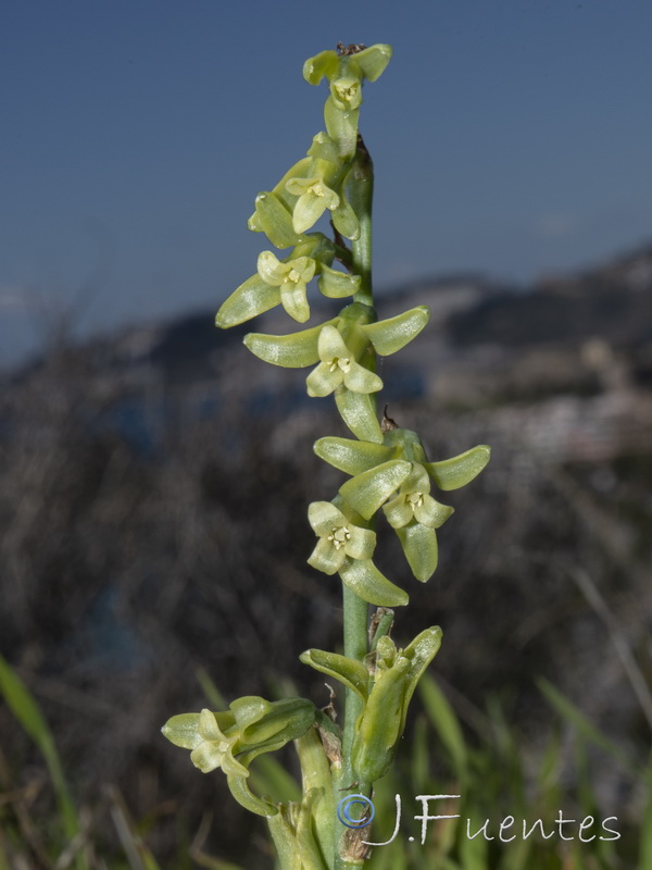 Dipcadi serotinum serotinum.04