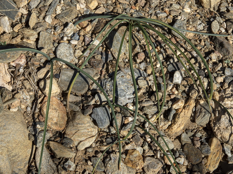 Dipcadi serotinum serotinum.10