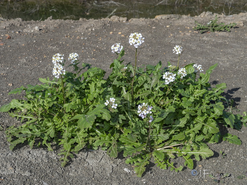 Diplotaxis erucoides erucoides.01