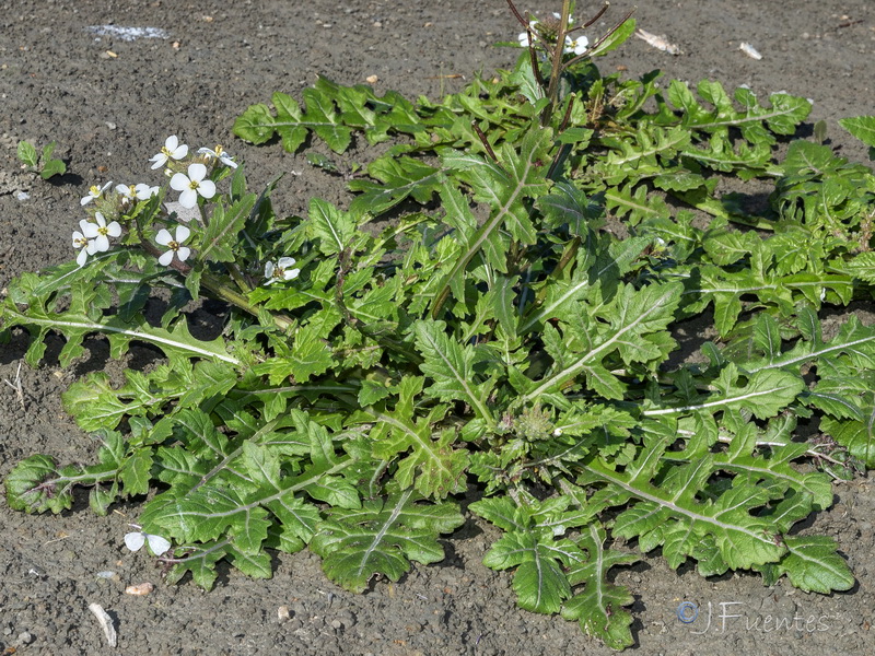 Diplotaxis erucoides erucoides.03