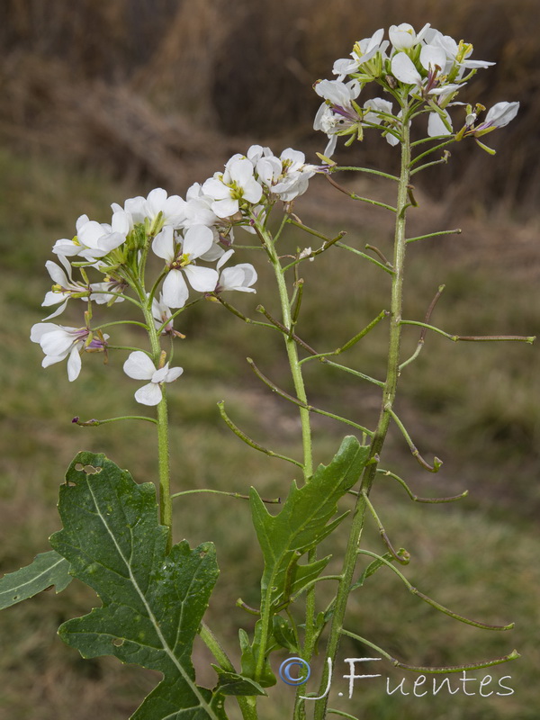 Diplotaxis erucoides erucoides.09