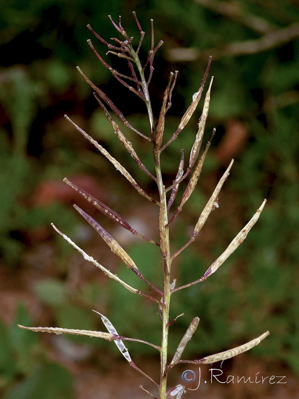 Diplotaxis erucoides erucoides.13