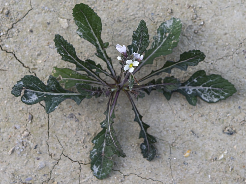 Diplotaxis erucoides erucoides.17