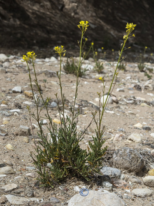 Diplotaxis harra lagascana.01