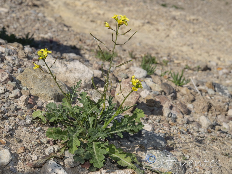 Diplotaxis ilorcitana.16