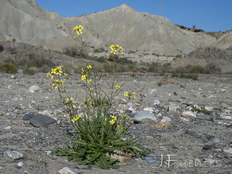 Diplotaxis ilorcitana.01