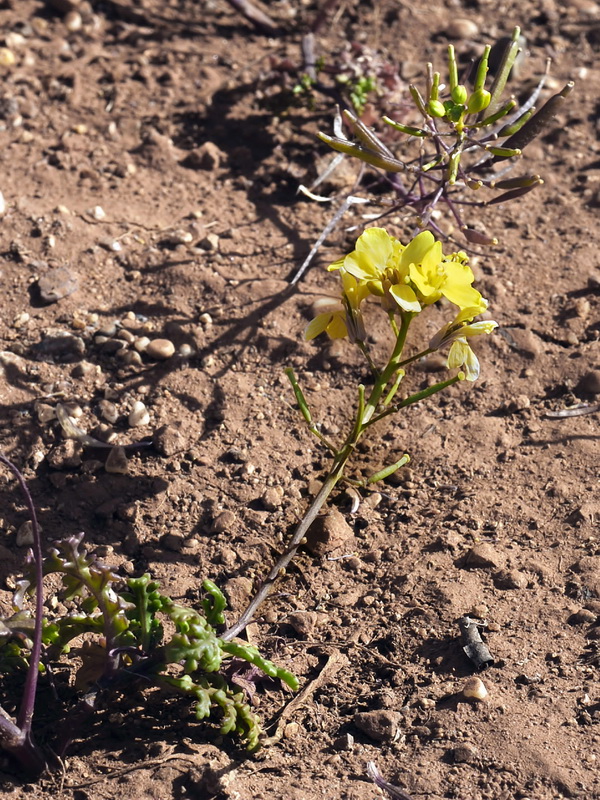 Diplotaxis siettiana.01