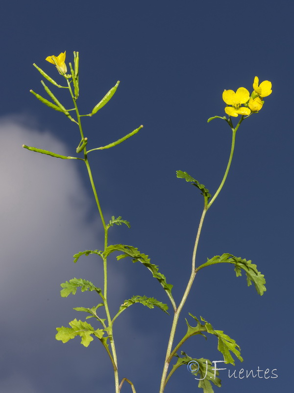 Diplotaxis siettiana.10