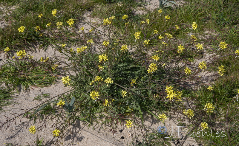 Diplotaxis siifolia siifolia.01