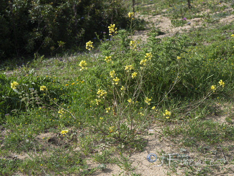 Diplotaxis siifolia siifolia.02