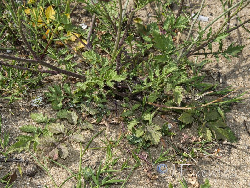 Diplotaxis siifolia siifolia.03