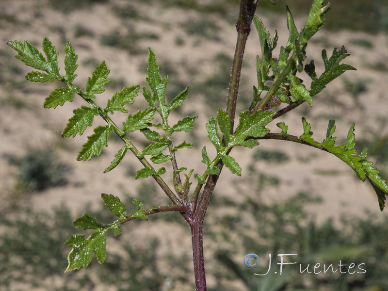 Diplotaxis siifolia siifolia.04