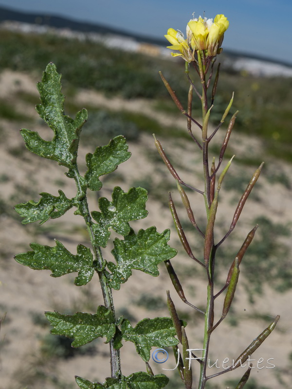 Diplotaxis siifolia siifolia.05