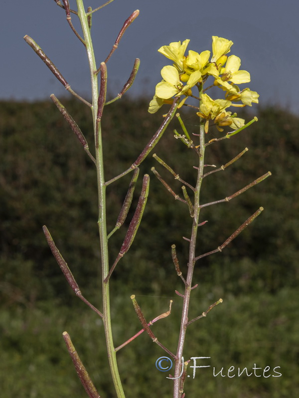 Diplotaxis siifolia siifolia.06