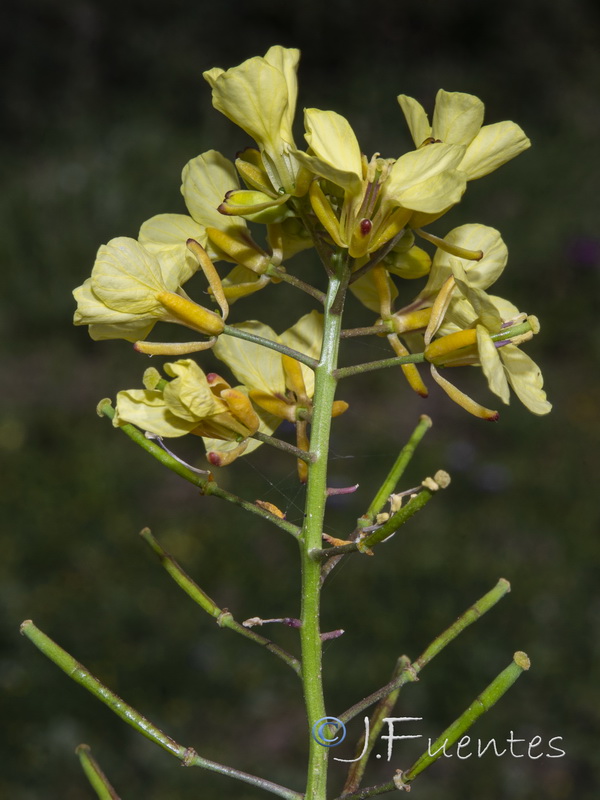 Diplotaxis siifolia siifolia.07