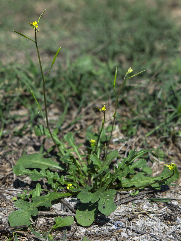 Diplotaxis viminea.01