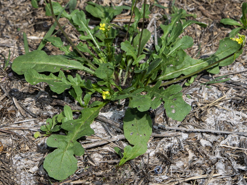 Diplotaxis viminea.02