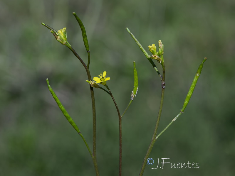 Diplotaxis viminea.03